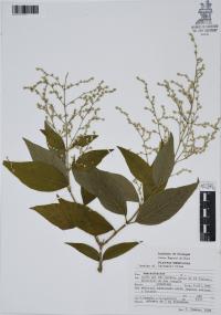 Iresine hartmanii image